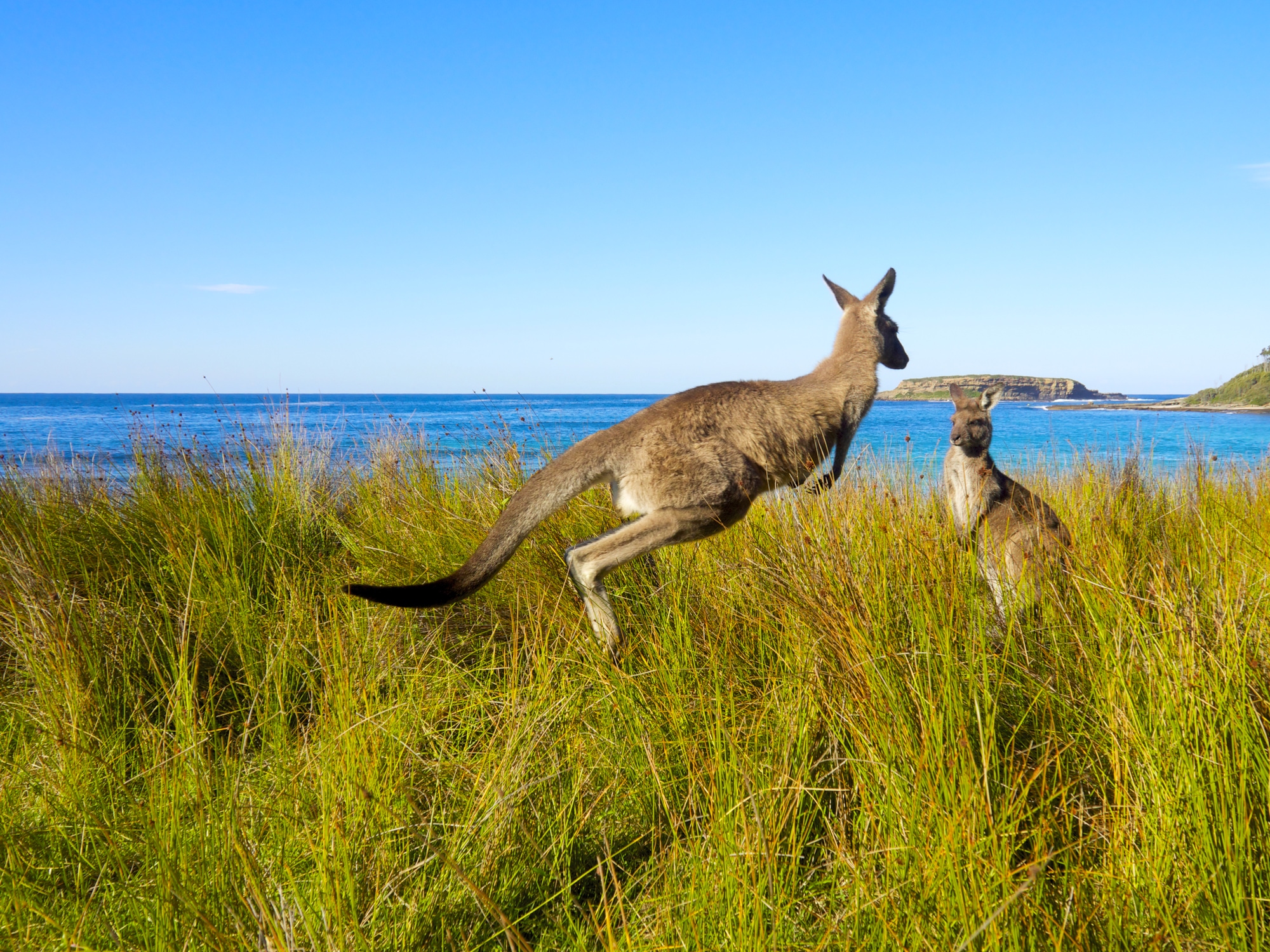 Dessine -moi un kangourou en Australie