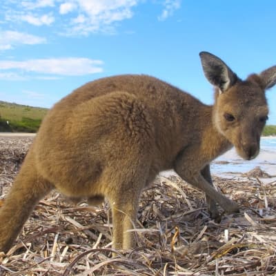 3 jours d'exploration sur Kangaroo Island