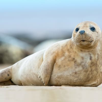 A la rencontre des cétacés à Kaikoura