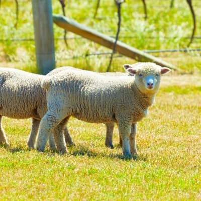 Les moutons font leur show !