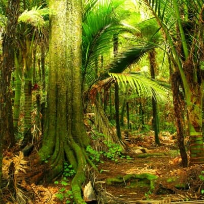 Randonnée découverte dans la  Puketi Forest