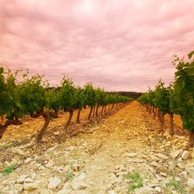 Route des vins dans la Barrossa Valley