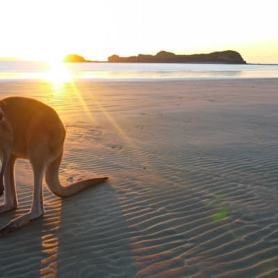 Une journée sur Kangaroo Island